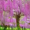 Pink Tree Wisteria Diamond Painting