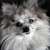 Pomeranian Puppy Diamond Painting