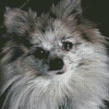 Pomeranian Puppy Diamond Painting