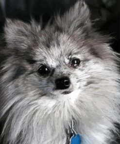 Pomeranian Puppy Diamond Painting