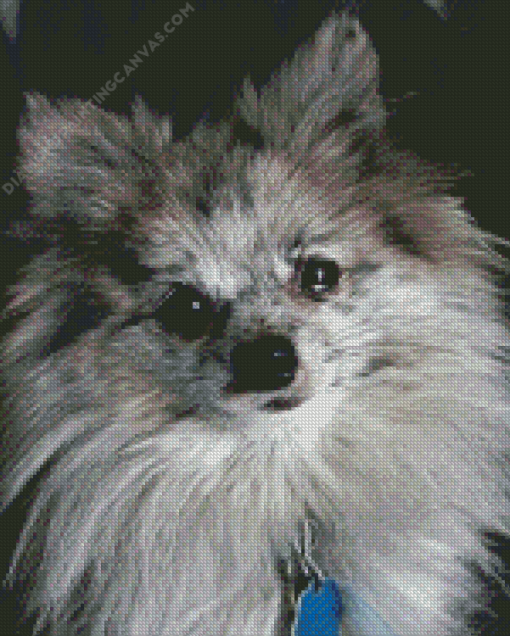 Pomeranian Puppy Diamond Painting