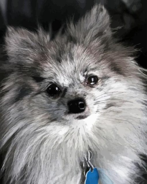 Pomeranian Puppy Diamond Painting