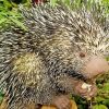 Prehensile Brazilian Porcupine Diamond Painting