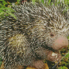 Prehensile Brazilian Porcupine Diamond Painting