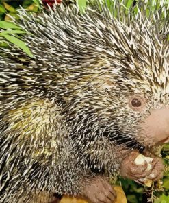 Prehensile Brazilian Porcupine Diamond Painting