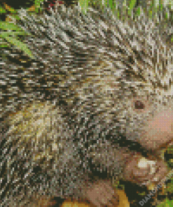 Prehensile Brazilian Porcupine Diamond Painting