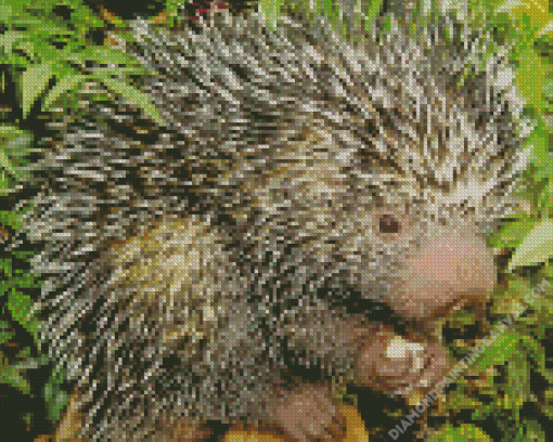 Prehensile Brazilian Porcupine Diamond Painting