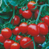 Red Tomato Plant Diamond Painting