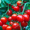 Red Tomato Plant Diamond Painting