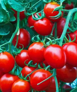 Red Tomato Plant Diamond Painting