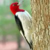 Red Headed Woodpecker Diamond Painting