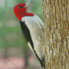 Red Headed Woodpecker Diamond Painting