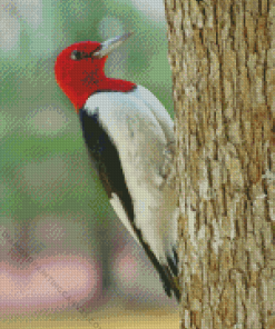 Red Headed Woodpecker Diamond Painting