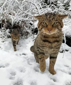 Scottish Wildcats Diamond Painting