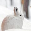 Snowshoe Hare Diamond Painting