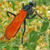 Tarantula Hawk Diamond Painting