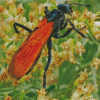 Tarantula Hawk Diamond Painting