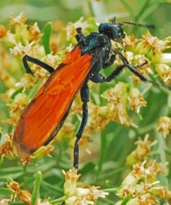 Tarantula Hawk Diamond Painting