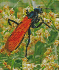 Tarantula Hawk Diamond Painting