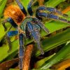 Tarantula On Leaves Diamond Painting