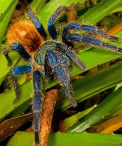 Tarantula On Leaves Diamond Painting