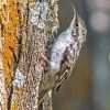 Treecreeper Diamond Painting