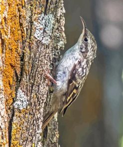 Treecreeper Diamond Painting