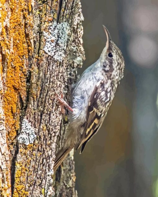 Treecreeper Diamond Painting