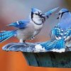 Two Blue Birds Diamond Painting