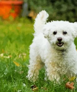 White Miniature Poodle Diamond Painting