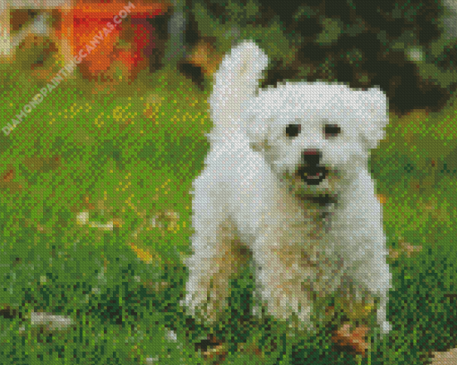 White Miniature Poodle Diamond Painting