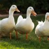 White Pekin Ducks Diamond Painting