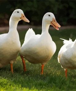 White Pekin Ducks Diamond Painting