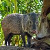 Wild Peccary Animal Diamond Painting