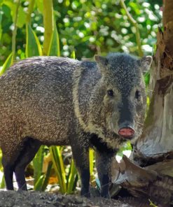 Wild Peccary Animal Diamond Painting