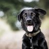 Border Collie Labrador Diamond Painting