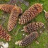 Pine Cones Diamond Painting