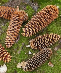 Pine Cones Diamond Painting