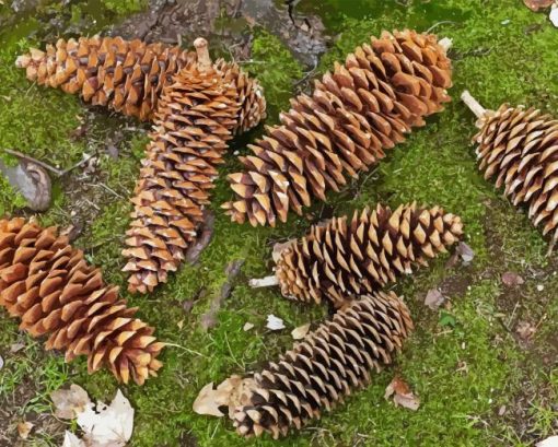 Pine Cones Diamond Painting